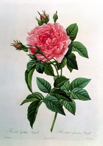 Rosa Gallica Regallis, de 